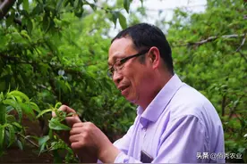 “廉价”杀菌剂，有经验的农民偷偷用，低调的咪鲜胺你了解吗？图片