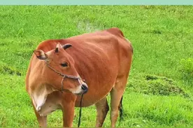 牛益清1型可以针对牛口炎引起的不采食、唾液多、呈丝状带...图片