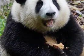 发箍奶爸抱着花花跟和叶打架，这么偏心的奶爸谁见过图片