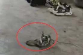 群蛇围村！河南一村庄遭遇群蛇入侵，它们爬进村民家中做什么？图片