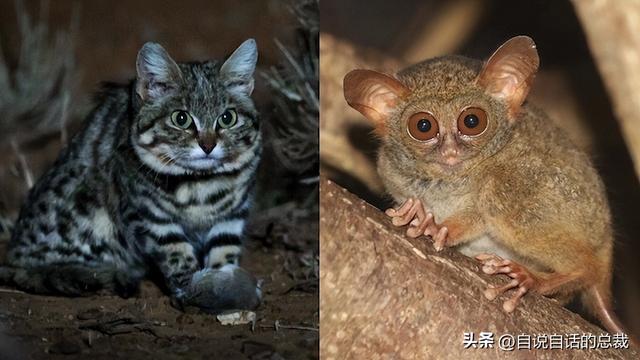 熊猫：真实存在的上古恐惧，为什么只有人类觉得大熊猫很可爱？