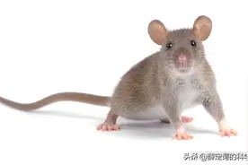 如果地球上的老鼠全部灭绝会怎样？图片
