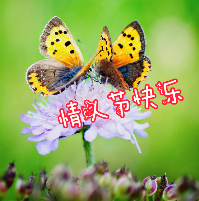 一花一祝福,2.14浪漫情人节,一花一笑送最爱,千枝万朵表爱意