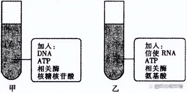 高中生物-基因的本质与表达