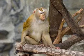 爷爷养过一只神奇的猴子图片