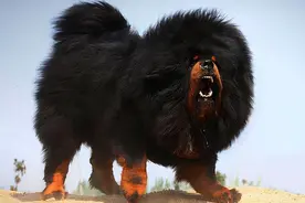 女子被藏獒吓到撞墙导致高位截瘫，狗主人被判赔100余万图片