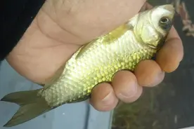 钓鲫鱼别再到处找配方了，10个经典饵料配方送给你图片