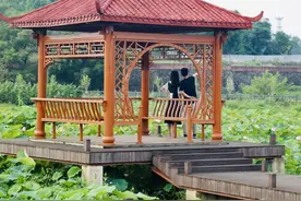 别错过！今夏第一批荷花开啦，免费观赏图片