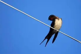 小鸟可以站在高压线上不被电到，为啥人不行呢？看完涨知识了图片