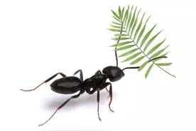 小蚂蚁找食物图片