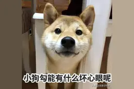 宠物走丢怎么办？“随申办”里这项功能了解一下→图片