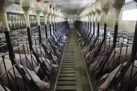 美国猪肉产业的内幕：为何能成为养猪强国图片