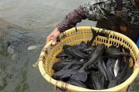 清道夫在我国南方泛滥成灾，晒干还能活，除了吃还能如何消灭它？图片