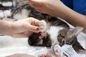 实不相瞒，公猫被摘除“蛋蛋”，变化真的很大图片