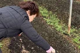 种蘑菇遇难题，湖北宜昌95后小伙发视频求助，没想到当地农科院专家真来了图片
