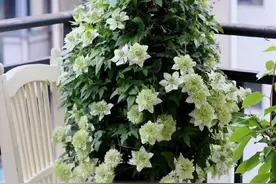 铁线莲“小绿”，耐阴品种，北阳台也能养，美若玫瑰，开花也勤快图片