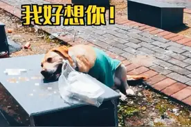 真实：清明，一只给主人扫墓的狗子图片