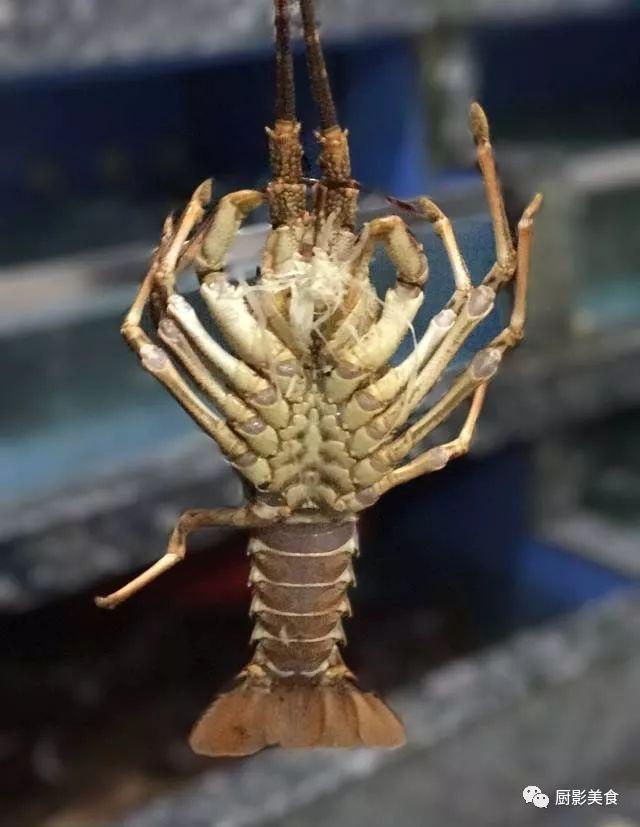 什么海鲜胶原蛋白最多 2025年海鲜含有胶原蛋白吗