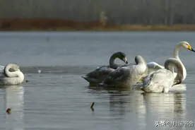 黑龙江大叔养“会飞的鹅”，长大后被大雁拐走，却因此成为富翁图片