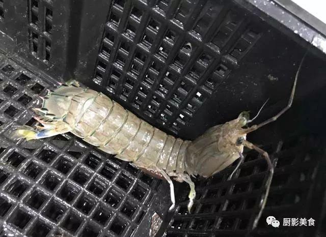 40头的花胶是几级 2025年花胶40头是什么意思?