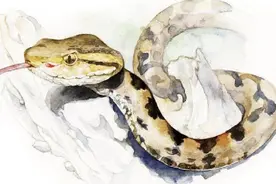 “毒蛇咋钻进车里的”？男子开车途中被毒蛇咬伤，毒蛇来源却成谜图片