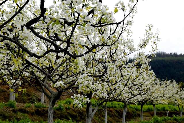 四川省民生研究会新媒体中心-官网