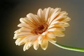 如果你很老实，还经常被人欺负，需要借用以下“四种力量”图片