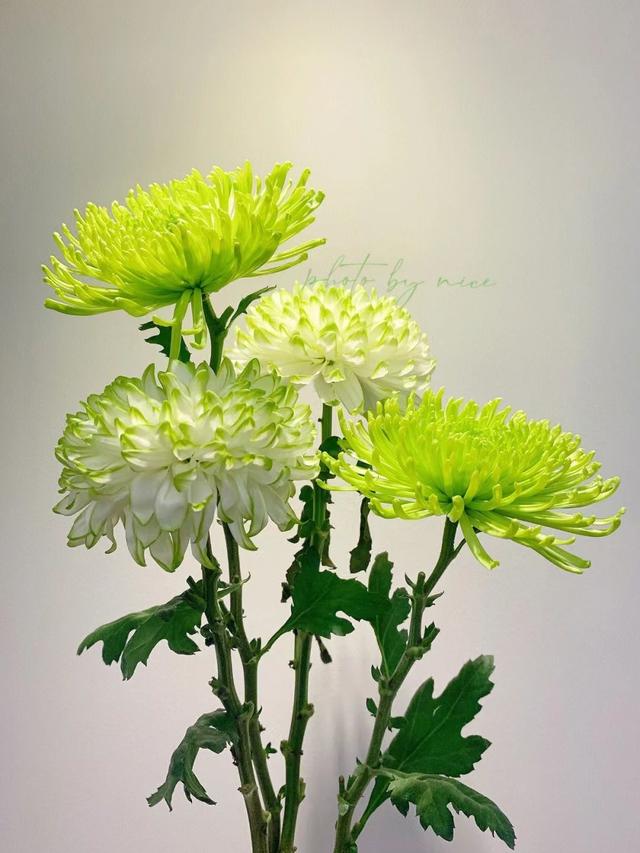 了解菊花形态形体特征 | 秋菊写生,学会运用同类色塑造明暗体积
