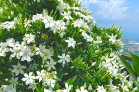 “100种”露台、阳台上能种的花，既漂亮又好养图片