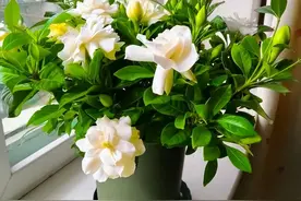 你还养不活栀子花？只要记住“5点”，根系长满盆，叶片四季油绿图片