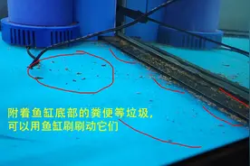 鱼缸换水的正确方法图片