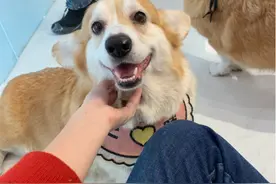 柯基“衰老”的信号，一个都不知道的，说明你根本不爱它图片