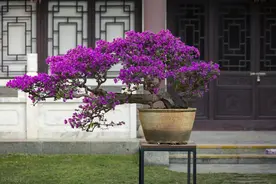 不顾反对，浙江一太太买下顶楼养三角梅火了，妥妥的人间仙境！图片