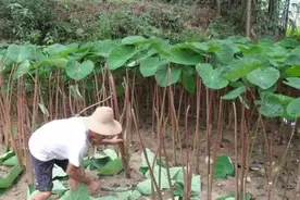南方农村的一种特有植物，名叫芋荷梗，北方很多人一次都没吃过图片