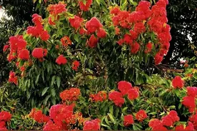 “阴树不入户，入户家不富”，阴树指的是哪些树？有无科学依据？图片