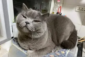 猫咪的自我修养——养猪经验分享图片