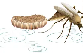 九品科普 | 蚊子幼虫“孑孓”知多少图片