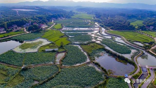 【寻味常德】从一钵常德甲鱼说起(图10)
