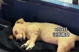 主人晚上出摊炒面 小狗在一旁吐着舌头做着美梦 网友:像极了小时候过年的我图片