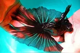 又是一种让人入坑又极其难养的国粹传奇金鱼——蝶尾图片