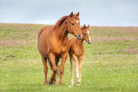 读一词忆一事 杂议“牝马之贞”图片