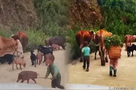 牛羊挡道放牛娃着急驱赶，穿开裆裤的年龄，就被迫挑起了生活重担图片