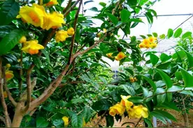 花色金黄油亮的金花茶，盆栽养护有诀窍，值得关注收藏图片