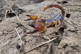 相传大山的乱石中有那么一种蝎子窝，里面的蝎子取之不尽图片