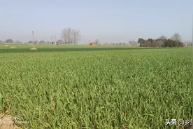 面对大蒜行情的偏弱，有六年价格没有突破3元了，蒜农何去何从图片