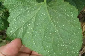 防治白粉虱，用好三类药剂，虫卵双杀，一遍药顶两遍，管得久图片