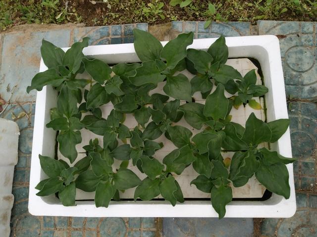 冰菜生物学特性及气雾培生产技术