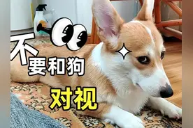 狗为什么害怕与人对视图片