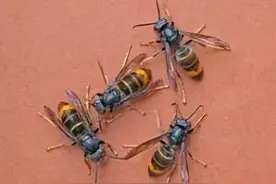 胡蜂皇——你知道胡蜂是怎么样蜇人的吗？图片