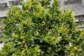 米兰花有5个“喜好”，如果不了解，养十年都养不好图片